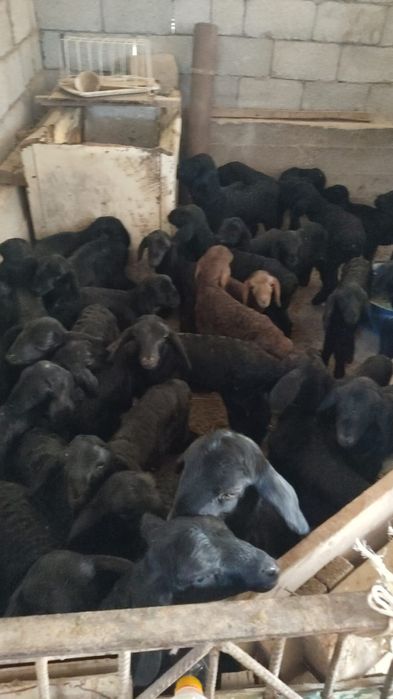 Козылар сатылады  козы