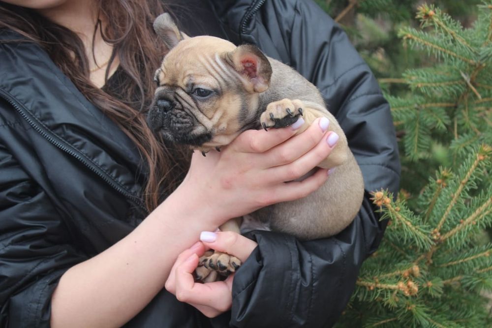 Французкие бульдоги мальчишки!