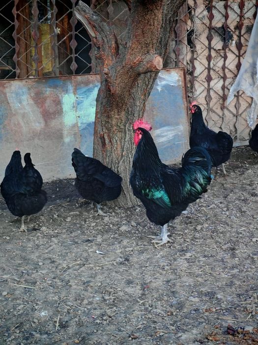 Jersiy gigant va Astralop zodliy tovuq tuxumlariga zakaz olamizi