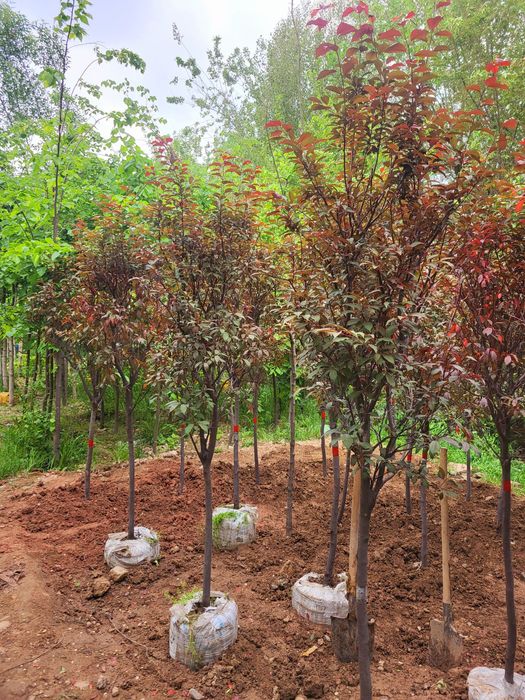 Берёза и разные декоративные растении