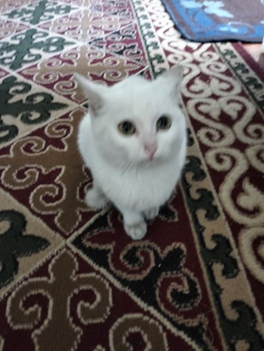 Отдам в добрые руки