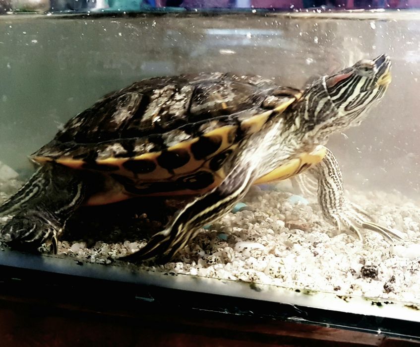 Красноухая черепаха