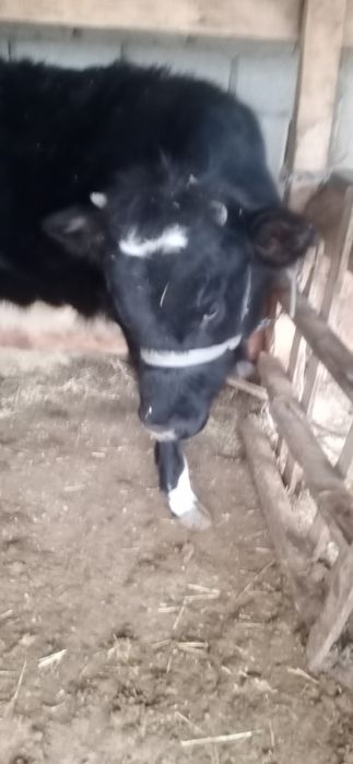 1,5жасар Тана сатылады