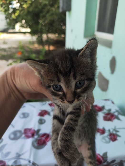 Отдам котят в добрые руки