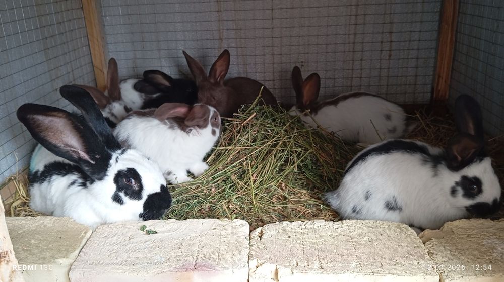 Sotiladi quyonlar sitrakachlar