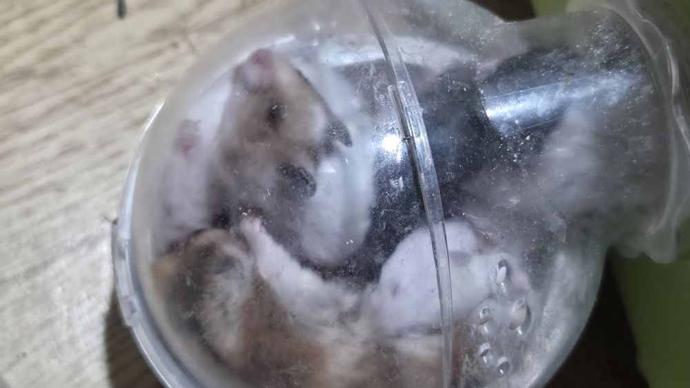 Хомяки хамстеры милые