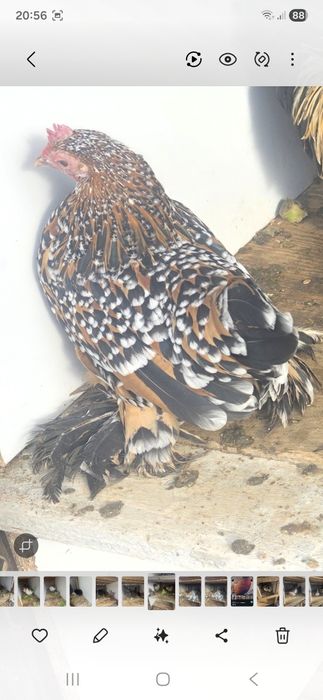 Pasarii mai multe rase ,schimb cu gaini outoare