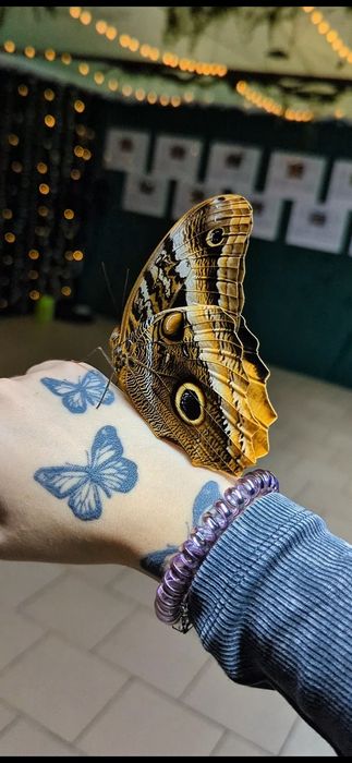 Живые Куколки Бабочки