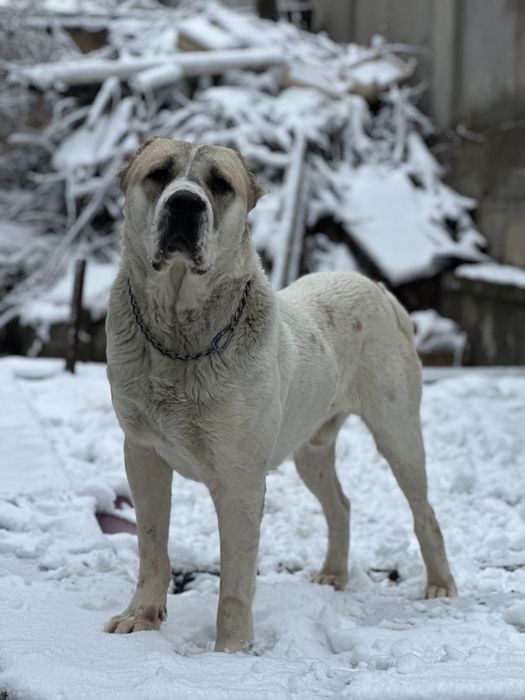 Alabay sotiladi 1.5yosh