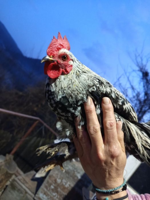 Găini pitice americane