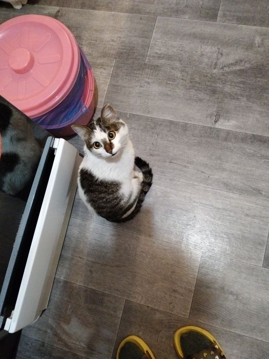 Пристраиваем кошечку в добрую, ответственную семью