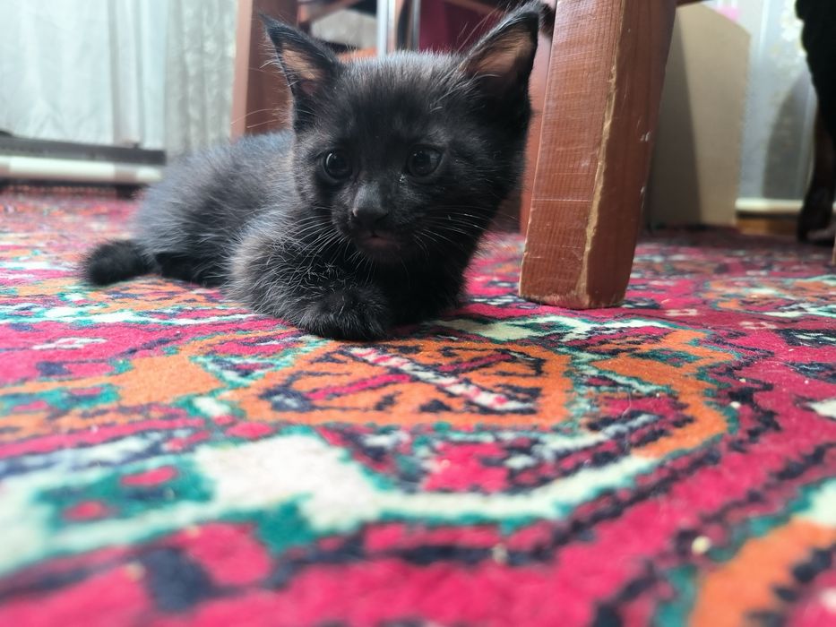 Отдадим котят в хорошие руки