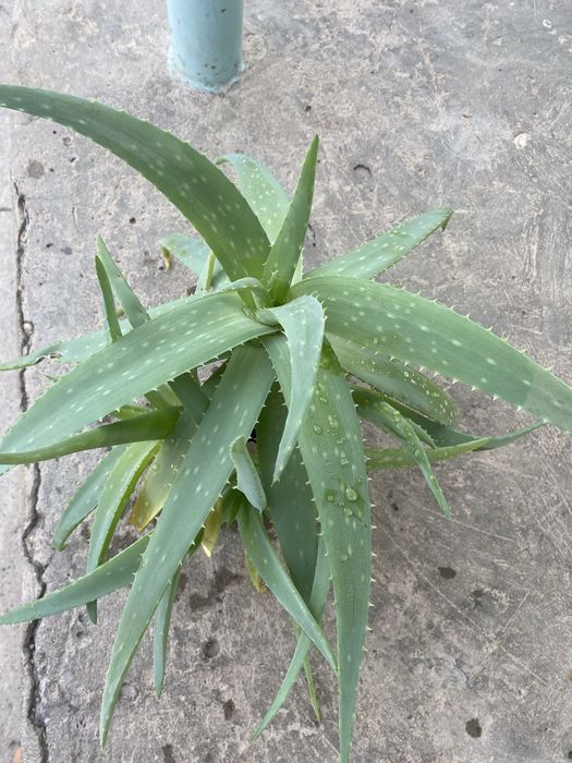 Алоэ Вера лечебное