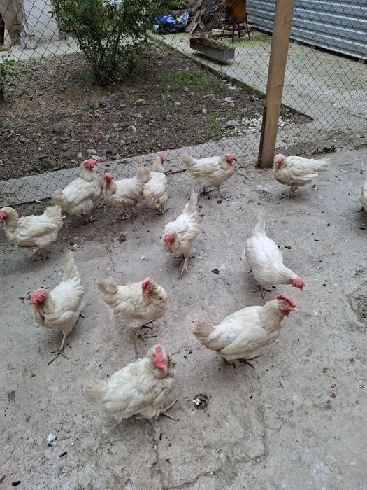 Белые куры несушки