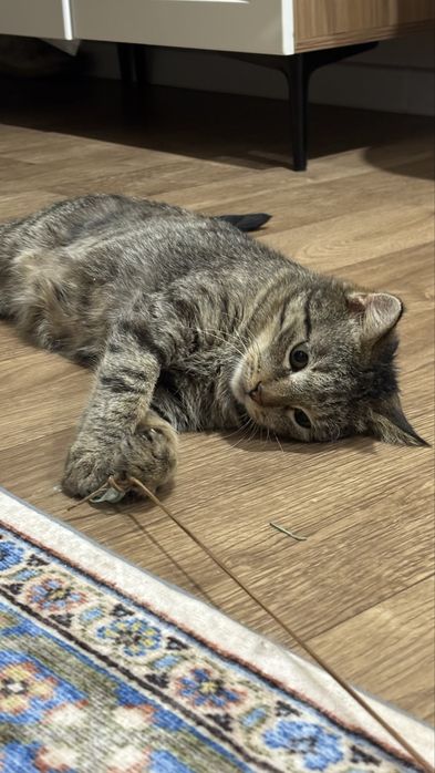 Умная кошка в добрые руки