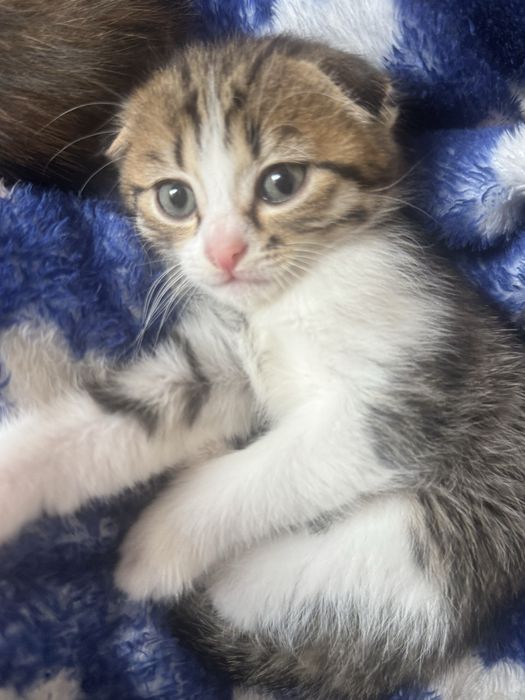 Кошка ……………………….