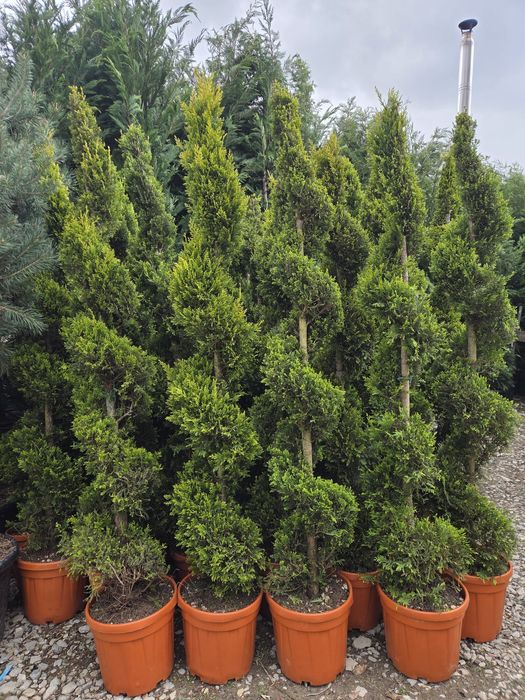 Maslin, leilandy, magnolii