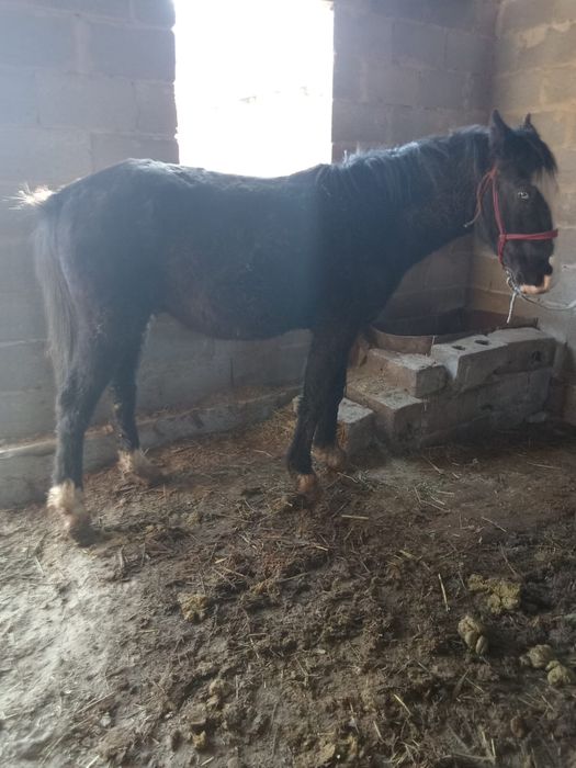 Семиз тай сатылады