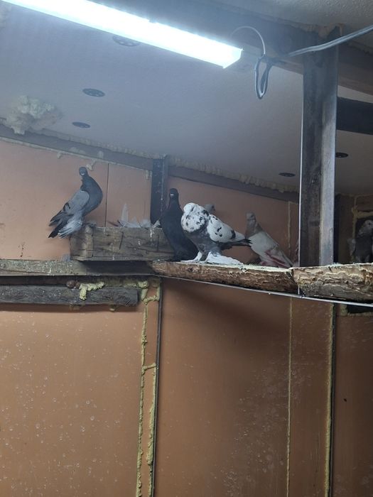 Голуби игра гребля тяга