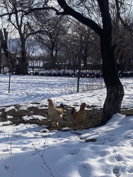 5 Тауық 1 Қоразымен сатылады