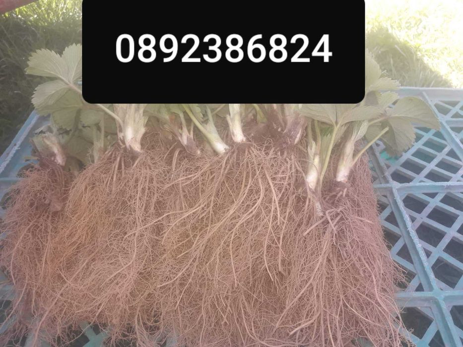 Расзад ягоди и малини от производител