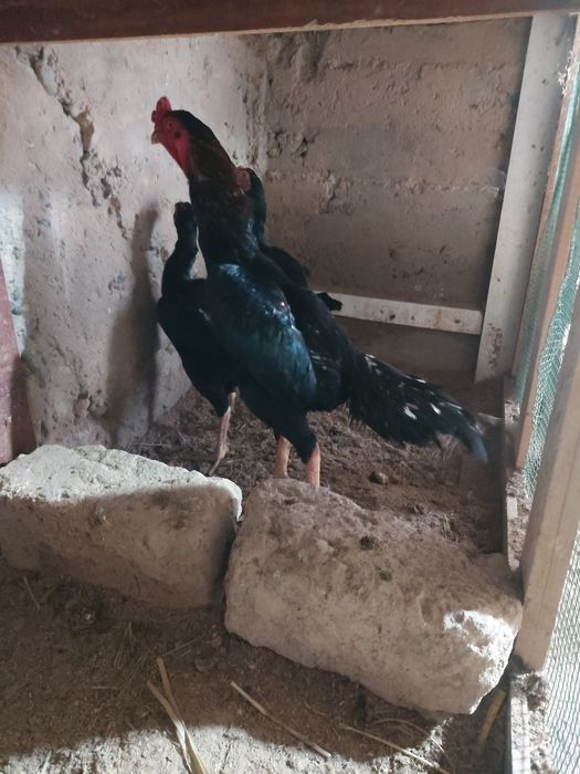 Dakan tuxumlari bor