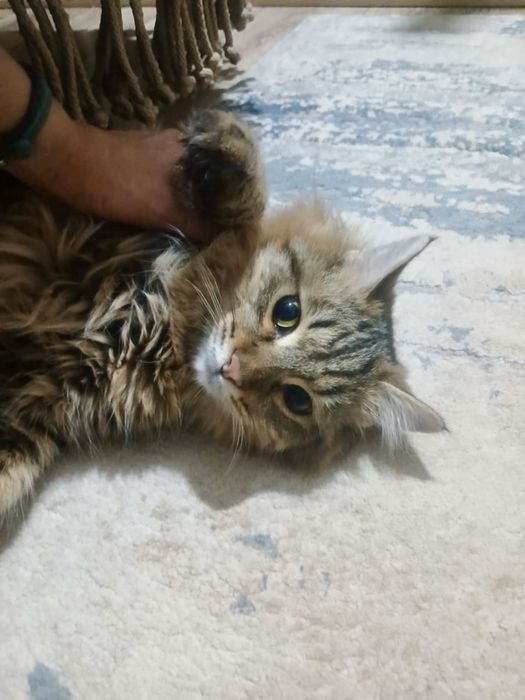 Ласковый, кастрированный котик