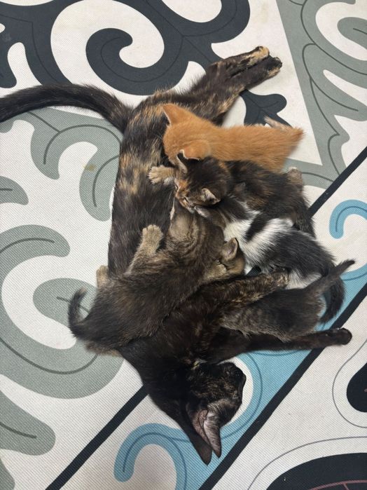 котики  , отдам в хорошие руки.