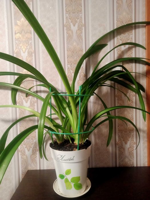 Продам цветы гиппеаструм