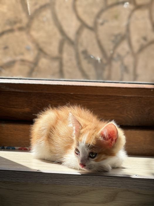 Котята в добрые руки — 3 месяца