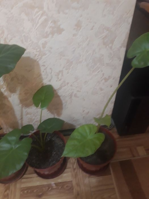 Цвете трилисник  _ 3 броя