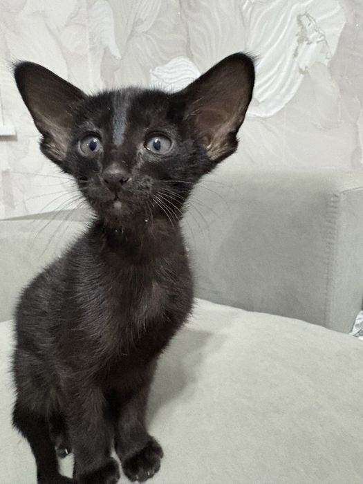 Продам ориентальных малышей