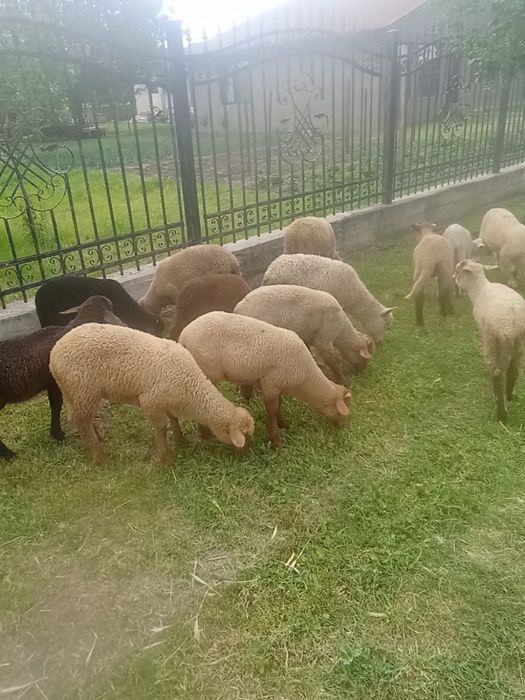 Vand 15 miei de crescut