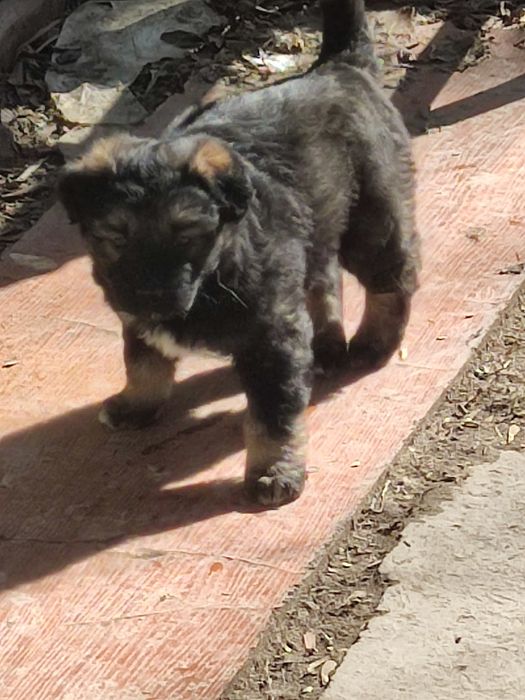 Щенки злые месяц от роду