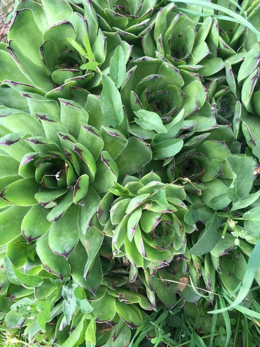 Сукуленти / Алпийска роза / Дебелец