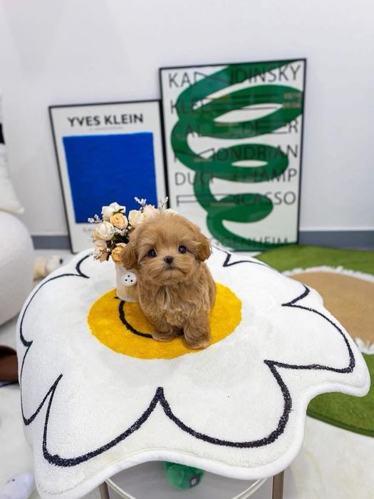 Maltipoo mini toy /pudel -poodle toy
