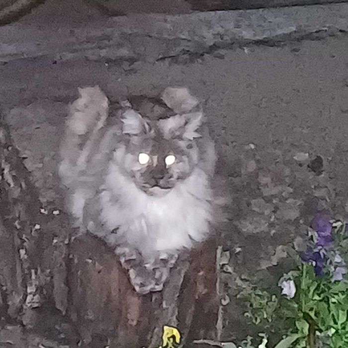 Кошечка 2 месяца мейн кун