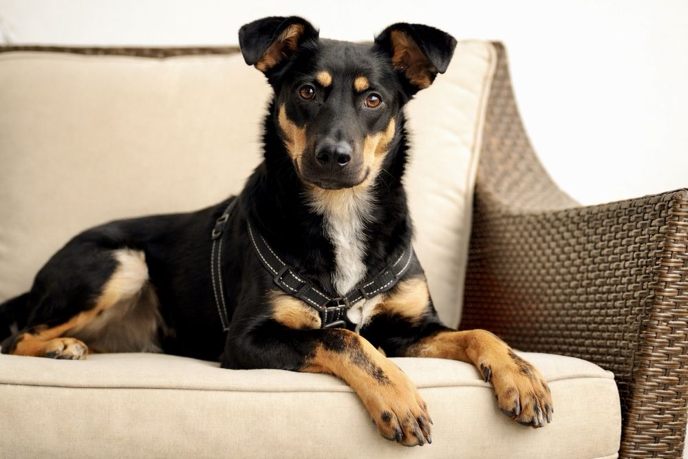 Собака Найла — умная и очень ласковая