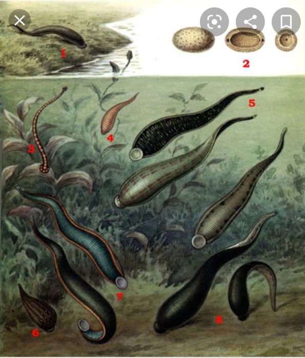 Пиявки в Петропавле из РФ