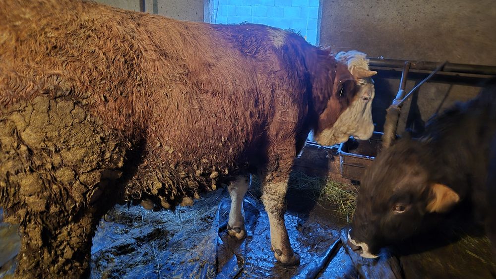 Бычки телята  крс