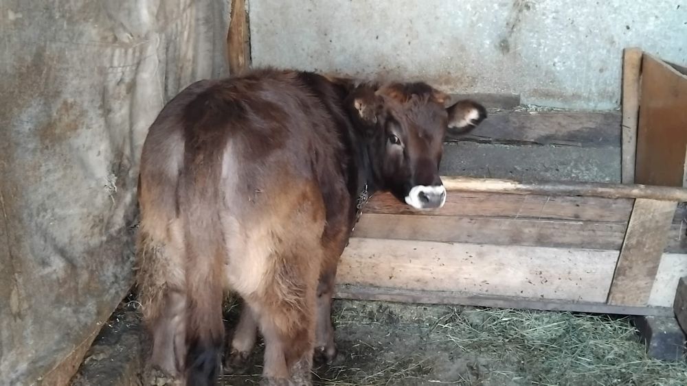 Vand vitea pt taiat sau tinut