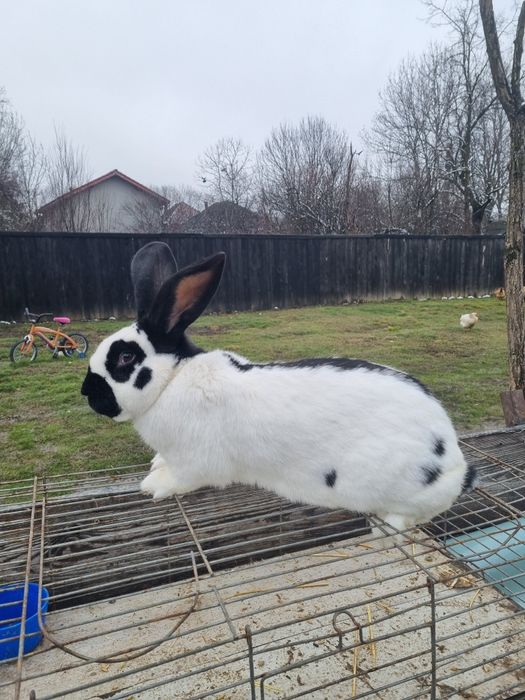 Mascul Fluture Germa