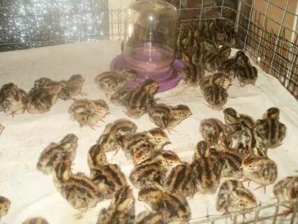 Бедана жожалари заказга очириб берамиз