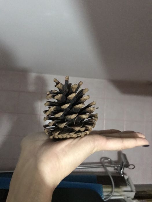 Шишки сосновые свежие