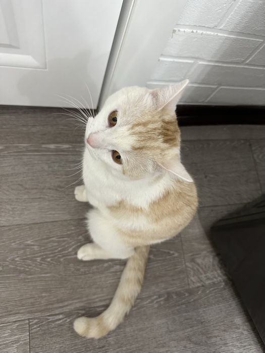 Мальчик породистый