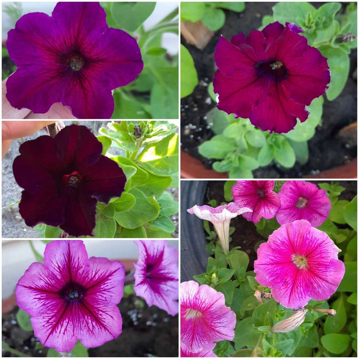 Уличные цветы.целозия .