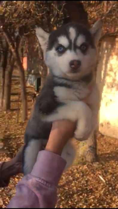 Полуторамесячная девочка хаски