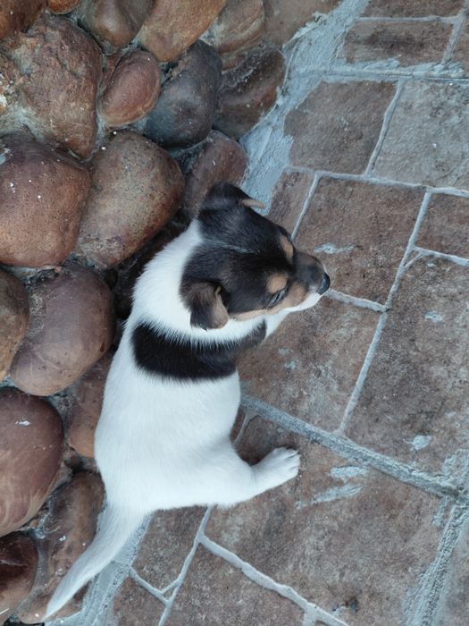 Кученца Джак Ръсел териер