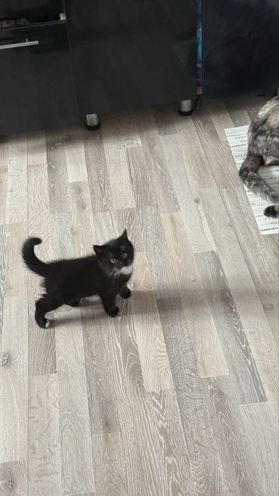 Отдаю котенка в добрые руки!