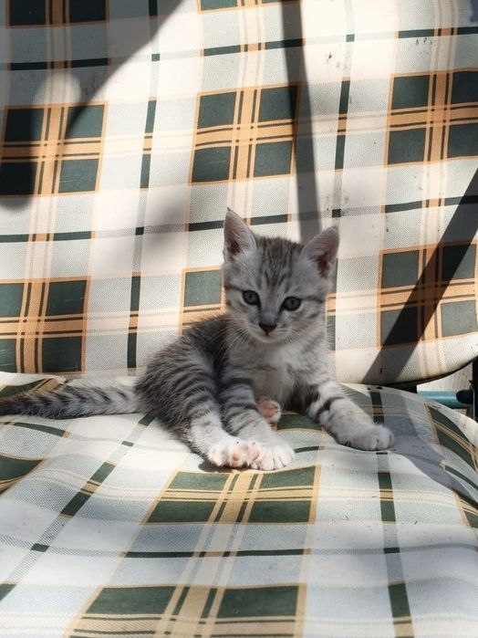 Отдам котенка бесплатно